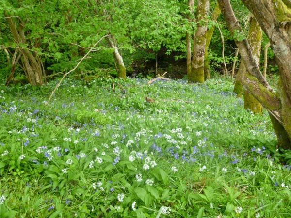 Hendre Aled Cottage 1 Llansannan Ngoại thất bức ảnh